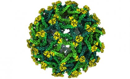A reconstruction of the Binjari virus, which will help reimagine the architecture of immature flaviviruses. Image credit: Dr Natalee Newton